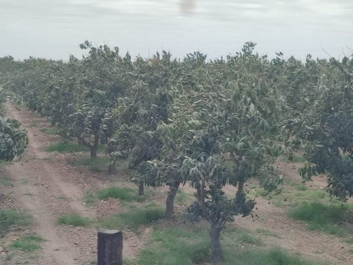 Sin florear los huertos de mango en Escuinapa; hay preocupación en productores del sur de Sinaloa