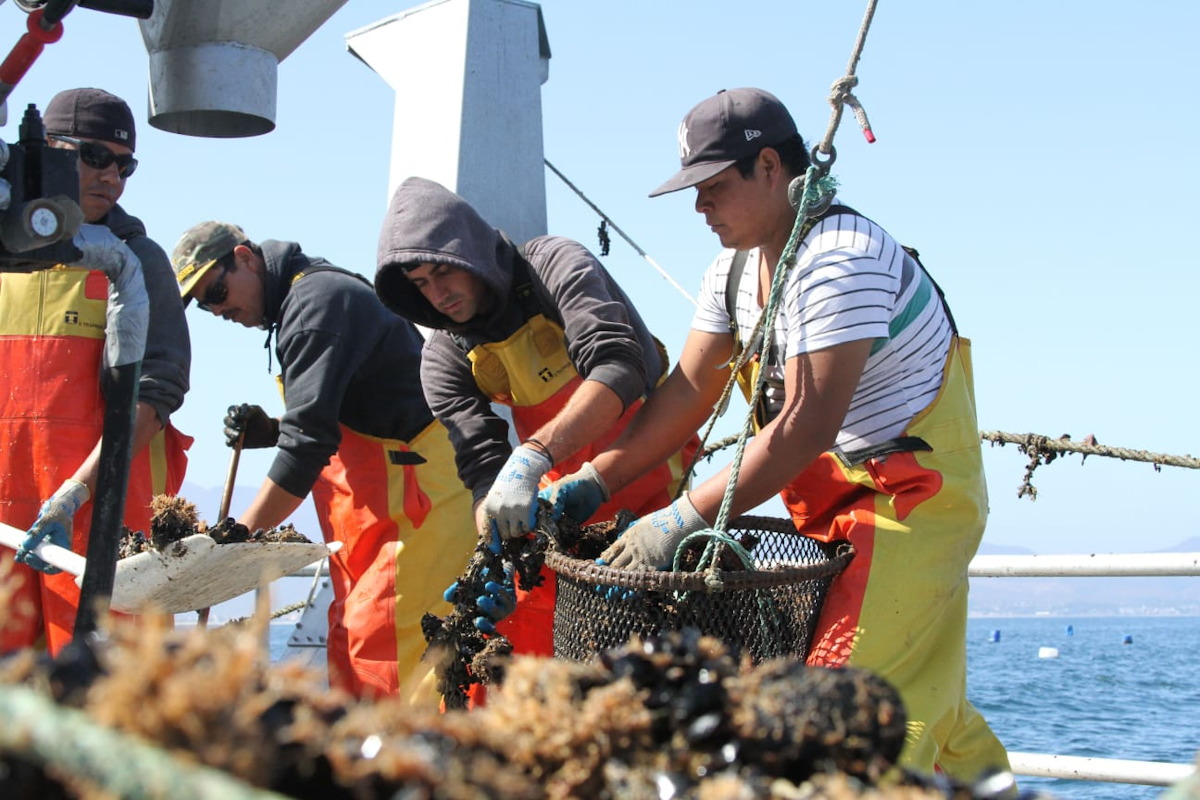 ¿Ya te inscribiste? Reiteran a participar en el Premio a la Pesca y Acuacultura Sustentables 2025