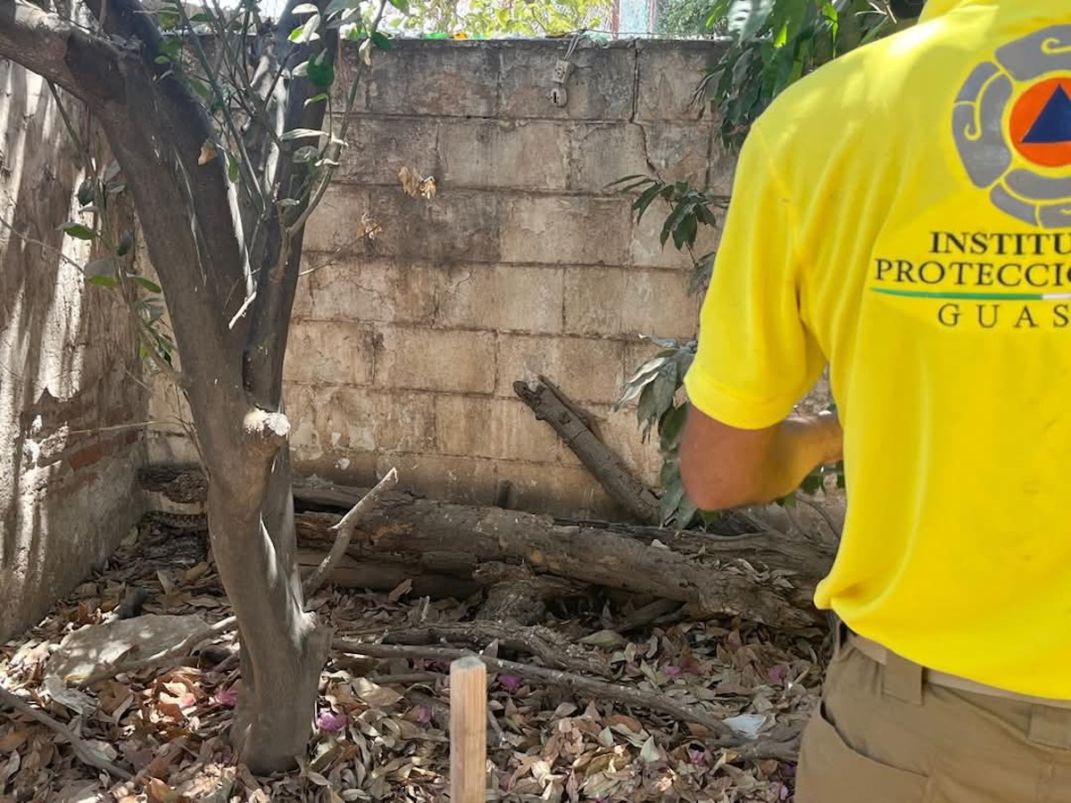 ¡Estaba en una casa en pleno centro! Rescata y reubican a serpiente en Guasave