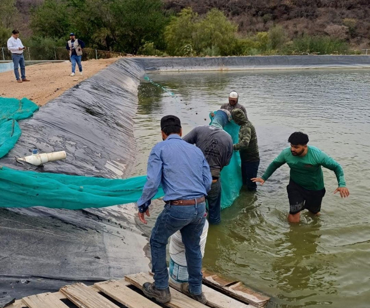 Emprenden la resiembra de 500 mil alevines en la presa Huites; pescadores esperan mejores tiempos
