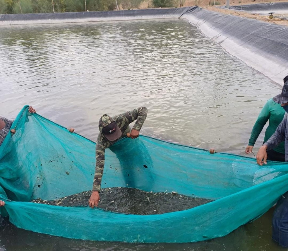 Alcanzan 7 millones de siembras de alevines en la presa Huites; confían en que las aportaciones ayuden a la reproducción