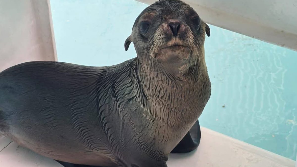 En dos años se han rescatado más de 400 especies animales: Gran Acuario Mazatlán