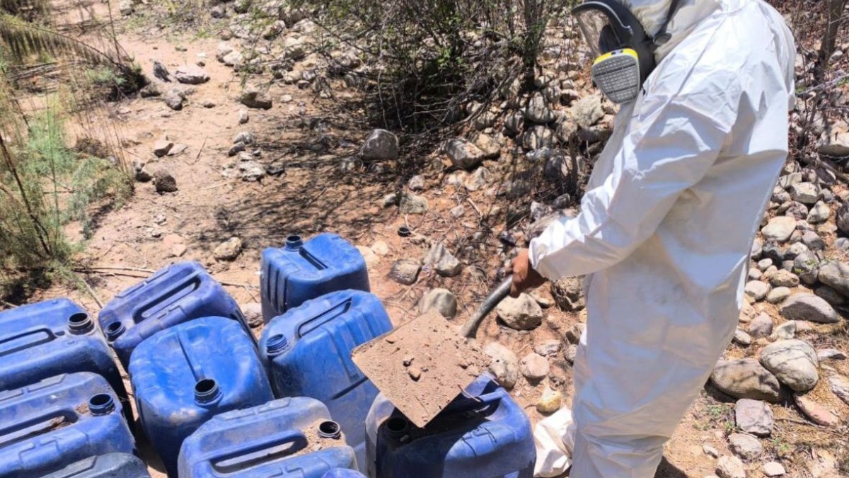 Aseguran plantío de mariguana y 3 áreas de concentración de precursores químicos en Culiacán, Elota y Mocorito