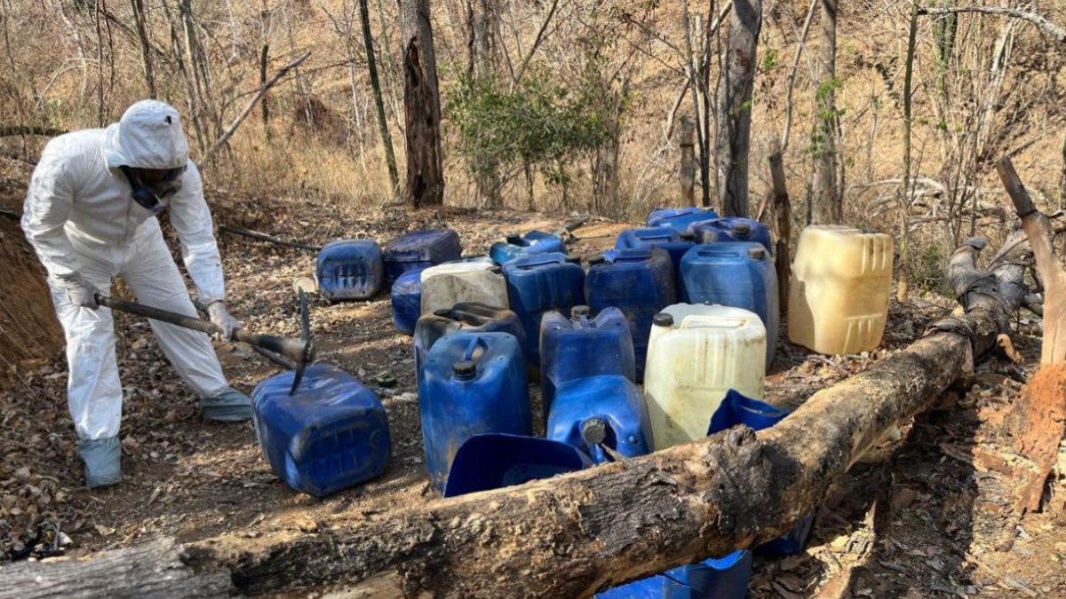 Localizan y aseguran plantío de mariguana y tres áreas de concentración para la elaboración de drogas en Cosalá