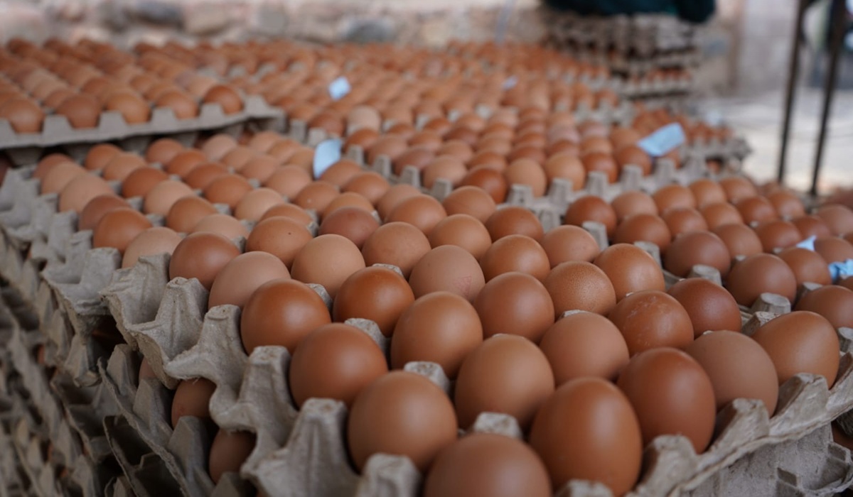 Asegura Coepriss 27 mil huevos contaminados y destruye productos ‘para adelgazar’, en Mazatlán
