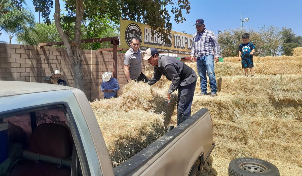 Renace esperanza en ganaderos de Choix, Sinaloa, para adquirir pacas más baratas en El Fuerte