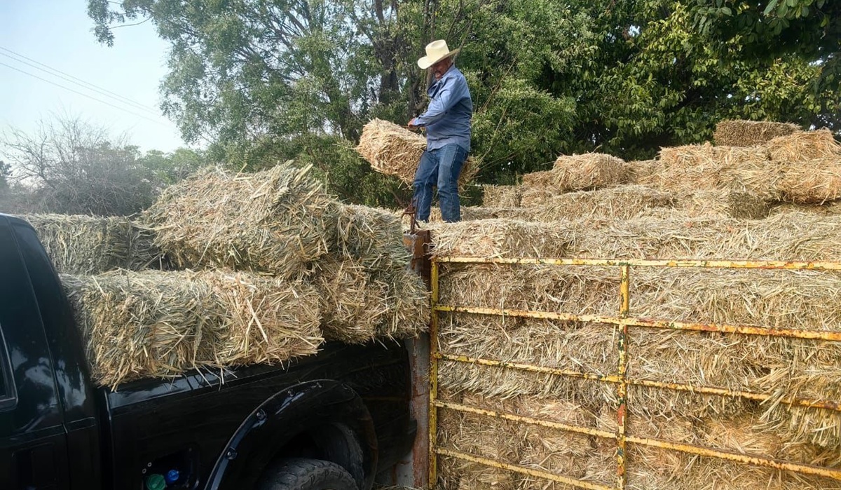 Arman pacas ganaderos de El Fuerte para atender zonas donde cabezas tienden a debilitarse