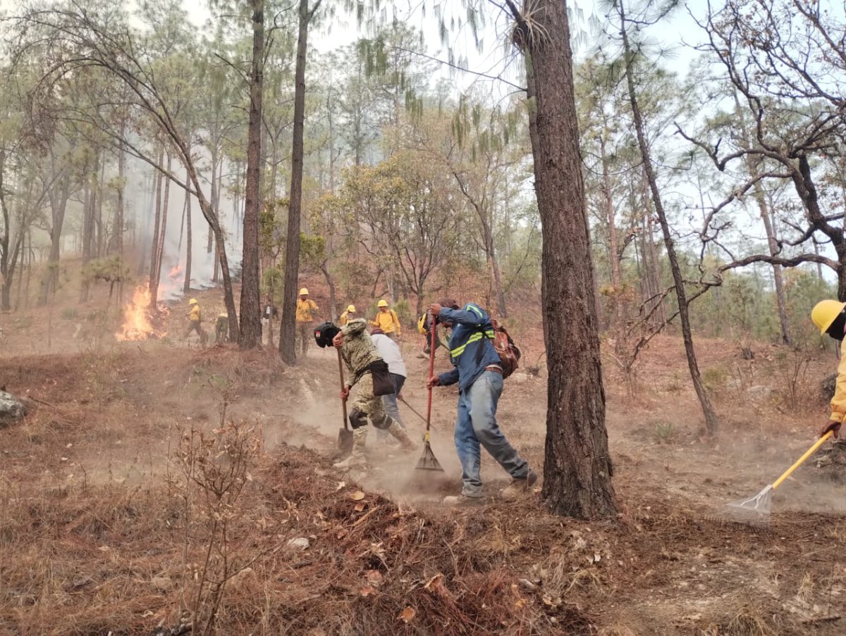De manera interinstitucional se están atendiendo incendios en Badiraguato y Concordia: PC Estatal
