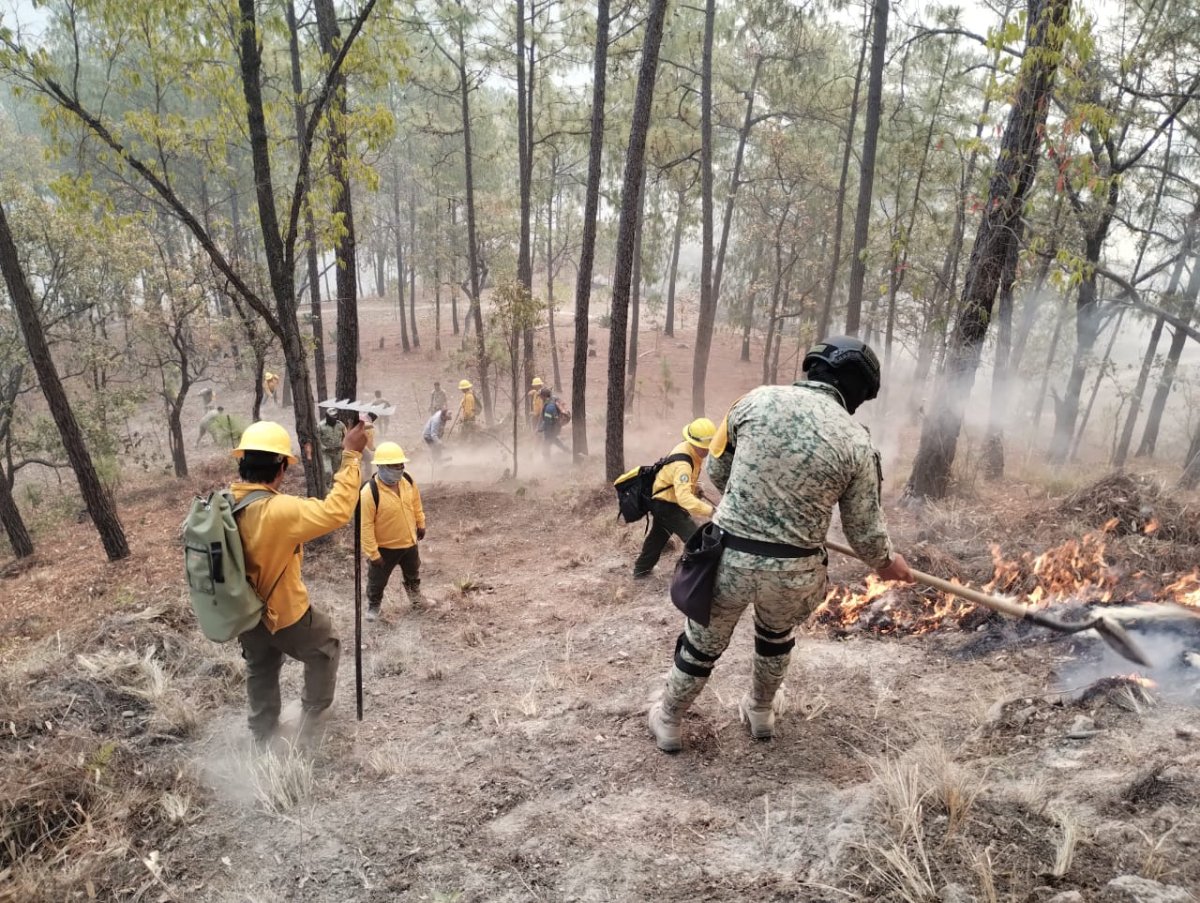 Se estabiliza incendio forestal en El Palmito con apoyo del Ejército y brigadas estatales