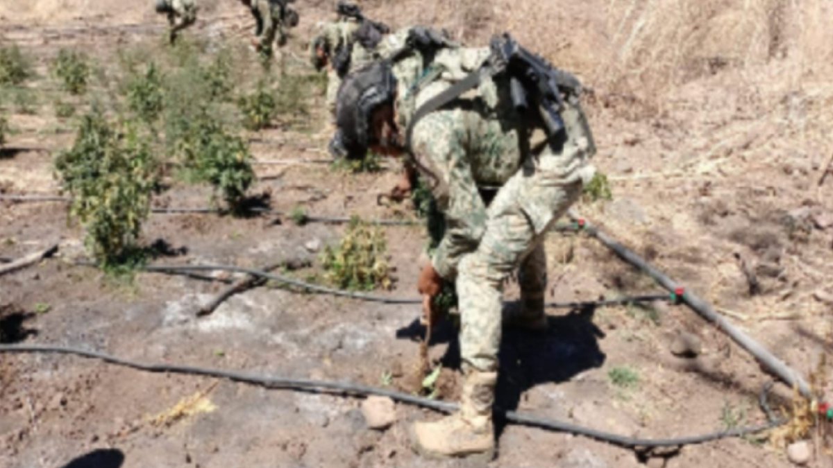 Localizan y destruyen un plantío de mariguana de 600 metros cuadrados en Cosalá