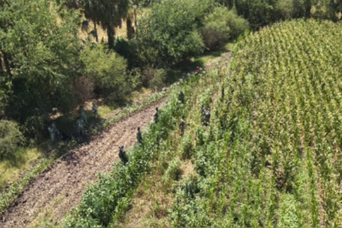 Con plantas de dos metros; localizan y destruyen plantío de marihuana en Culiacán