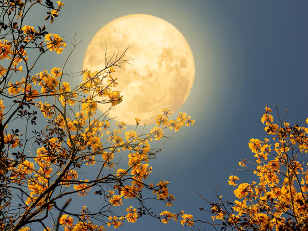 En vísperas de despedir la primavera, no te pierdas la Luna de Flores ¿cuándo y cómo verla?