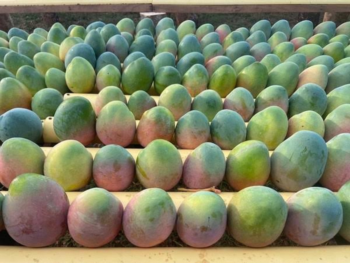 Temporada de mango en Escuinapa marcó a la baja desde producción hasta la operación de empaques