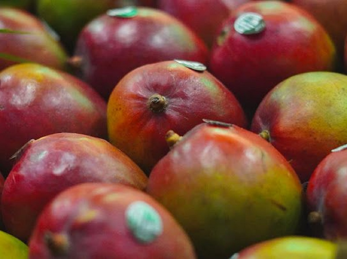 Mango sinaloense afectado por la falta de lluvia y precio: Emex