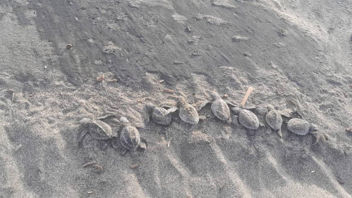 Nacen las primeras tortugas golfinas de la temporada 2025 en Sinaloa
