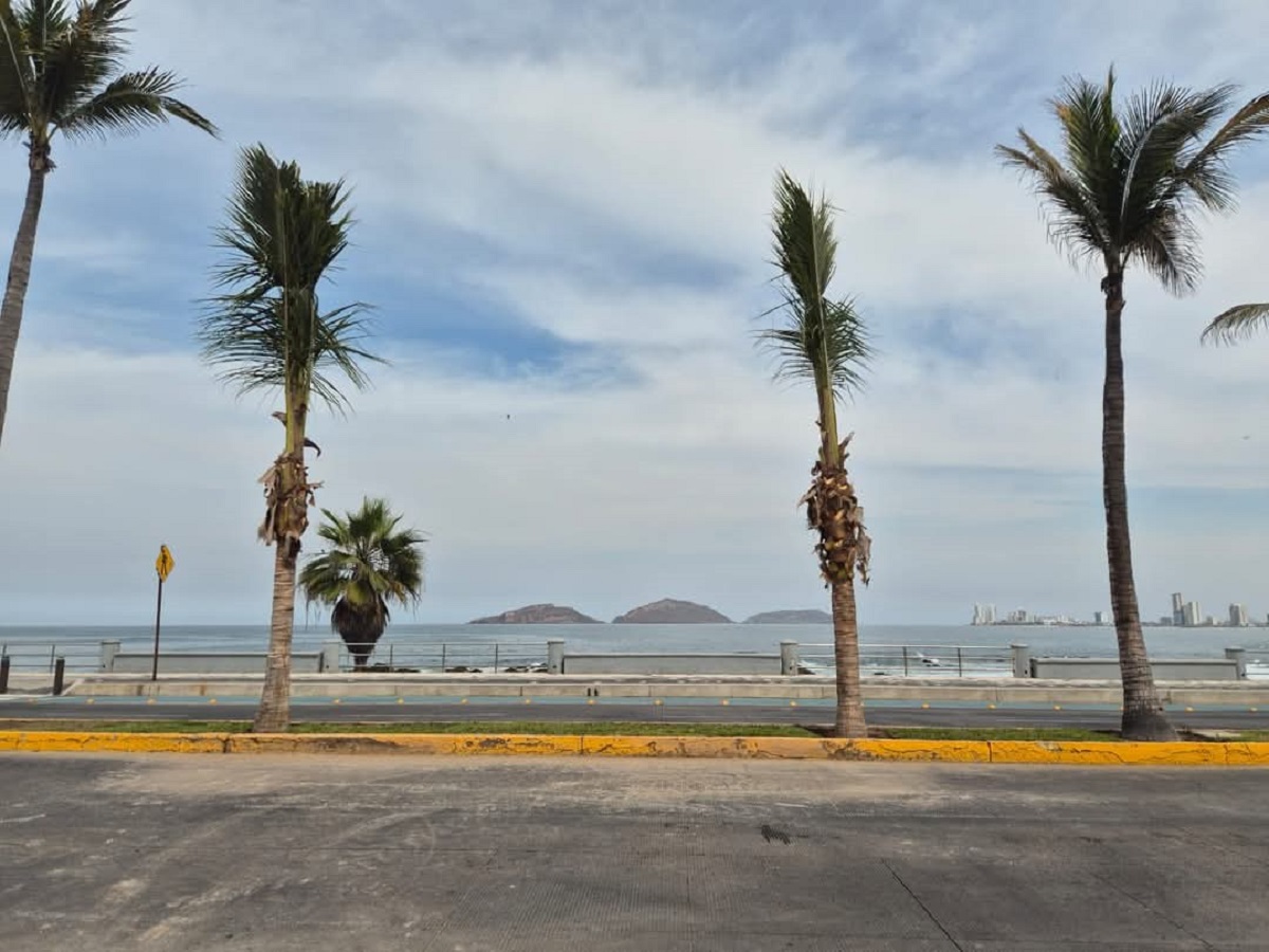 Fueron 12 mil pesos el costo por retirar y sustituir palmeras en Paseo Claussen en Mazatlán, revela alcaldesa