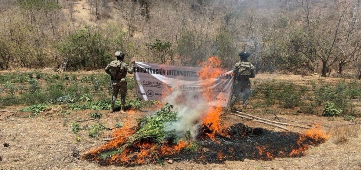 Defensa Nacional localiza y destruye plantío de mariguana en Choix