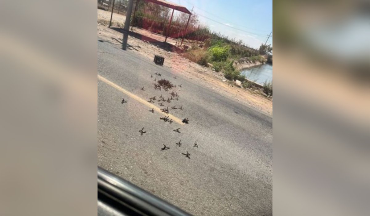 Arrojan ponchallantas por carretera a Estación Bamoa, en Guasave