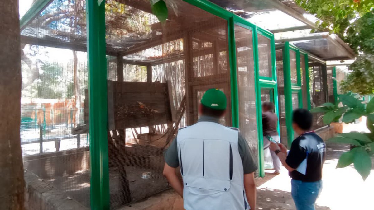 León del Zoológico de Culiacán falleció por enfermedad terminal; Profepa asegura 119 ejemplares