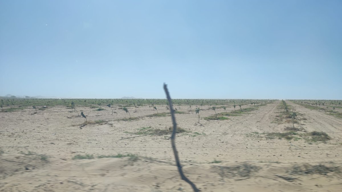 Entran en etapa crítica los productores de Temporal en El Fuerte ante falta de lluvias