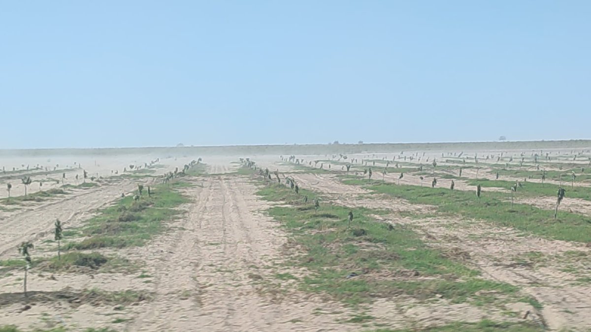 Suspenden labores temporaleros en Choix ante la falta de humedad en sus tierras, las lluvias registradas son insuficientes