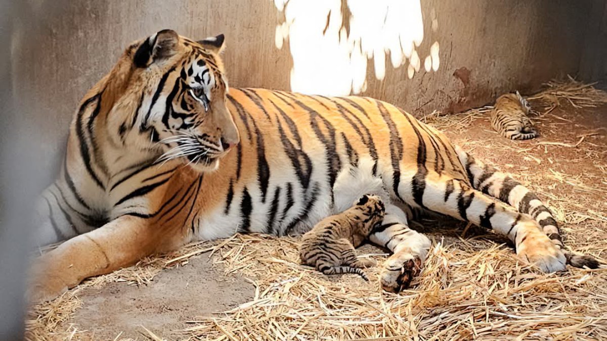¿Donar tu mascota al zoológico? La polémica práctica que divide a Dinamarca