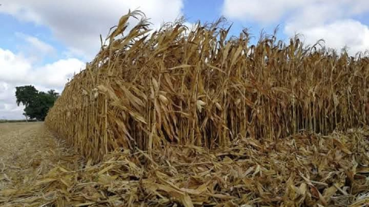 Trigo enfrenta ciclo complejo en el norte de Sinaloa por bajos precios y falta de frío