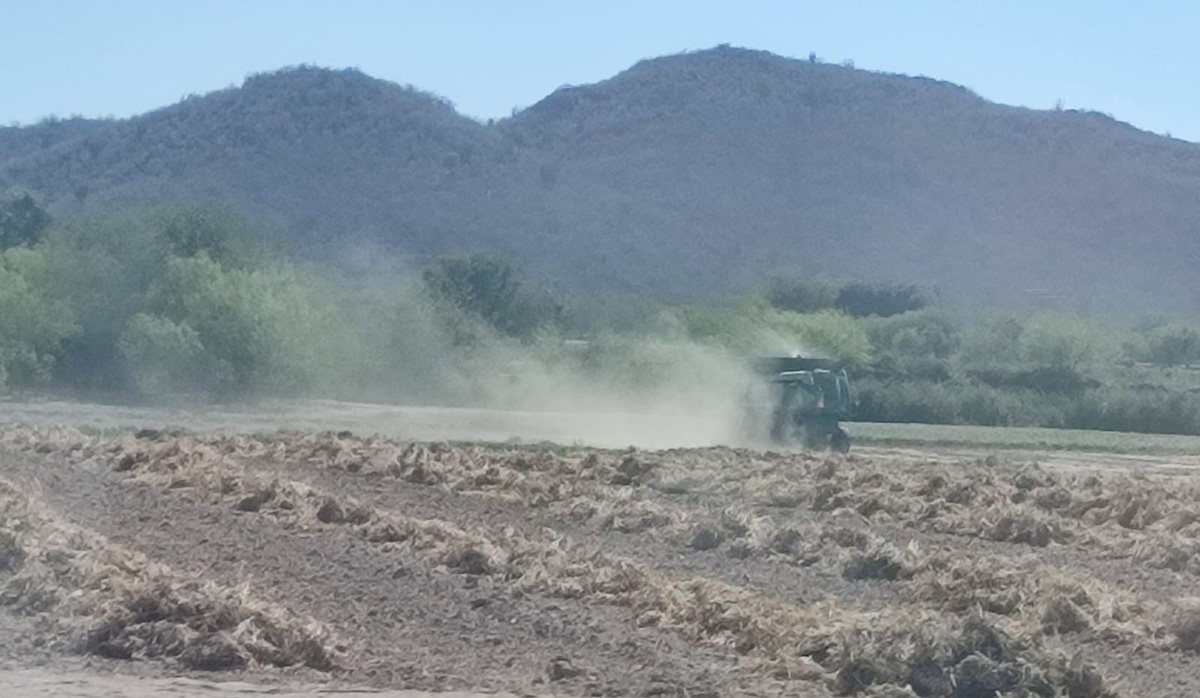 Se generalizan las trillas del maíz en Ahome, los reportes pintan “normal” hasta ahora, reportan campesinos