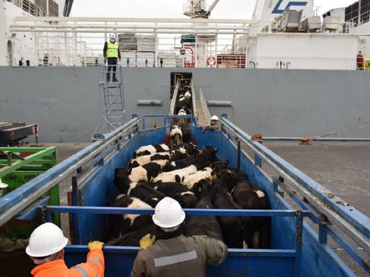 ¡Muuu! Llegarán vía marítima a Mazatlán 5 mil vacas australianas para aumentar la producción lechera en México