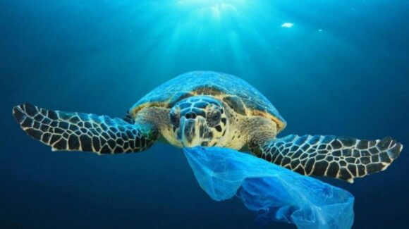 3 de julio: Día Internacional Libre de Bolsas de Plástico, una fecha para actuar por el planeta