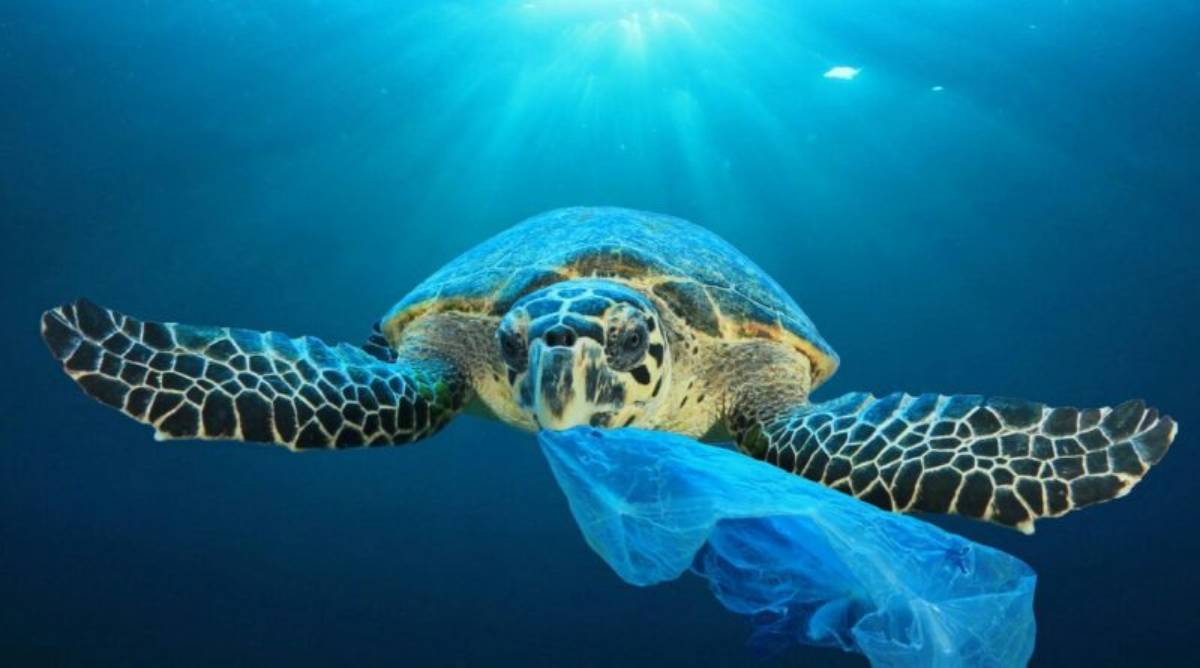 Día Internacional Libre de Bolsas de Plástico