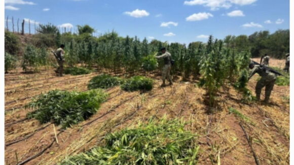Destruyen un plantío de marihuana en el poblado La Estancia de Los Burgos, Culiacán