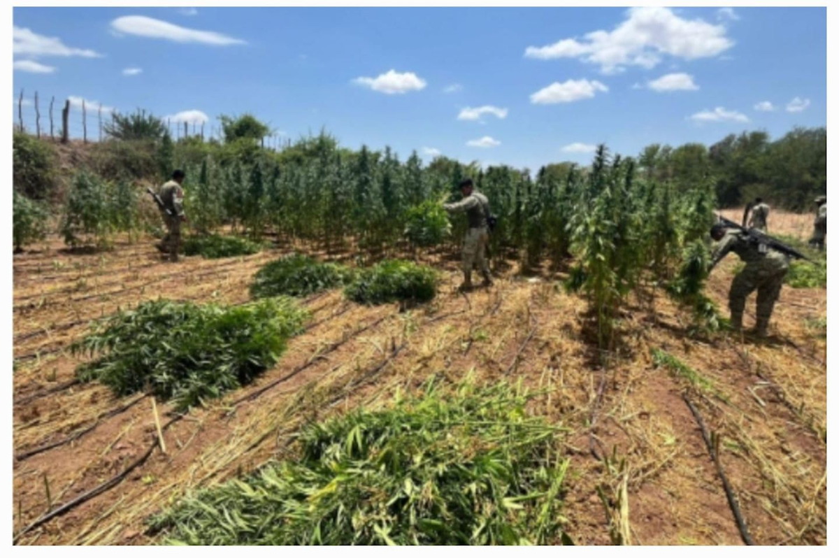 Militares aseguraron un plantío de marihuana en Culiacán