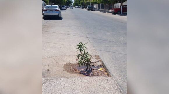 Vecinos de la colonia Centro en Los Mochis plantan árbol sobre zanja de drenaje para alertar sobre reparación inconclusa