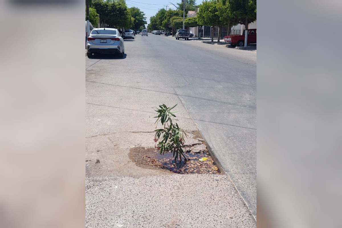 Plantan árbol en medio de la calle en Los Mochis