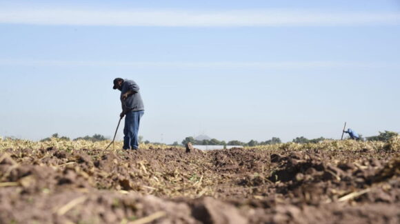 Temporaleros de Ahome van contra todo pronóstico; reducirán superficie de cacahuate y ajonjolí