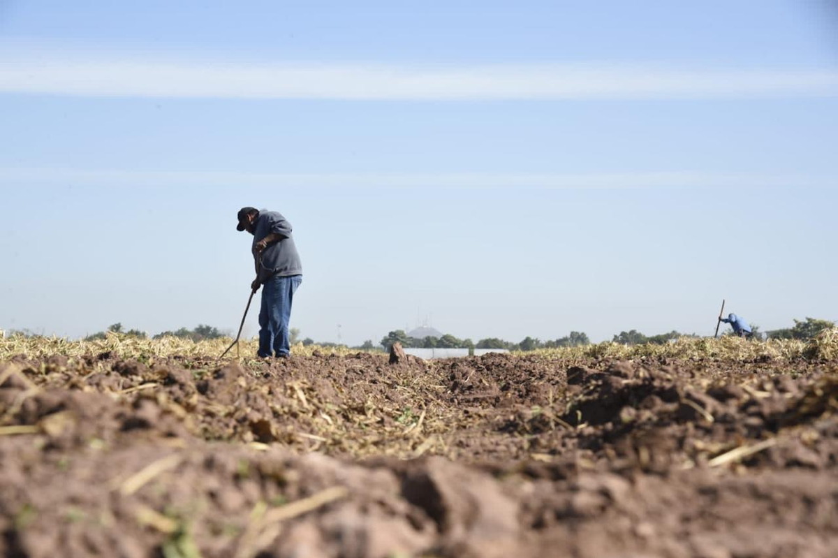 Productores temporaleros en Sinaloa