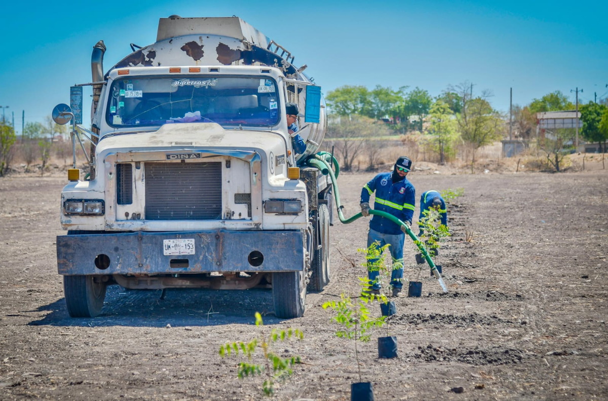 Reforestación en Guámuchil