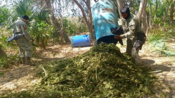 Desmantelan un secadero de marihuana en la zona rural de Culiacán