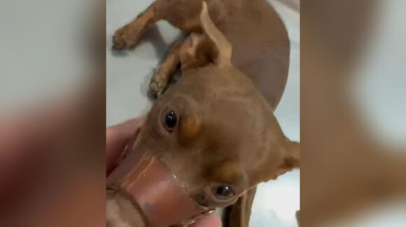¡Basta de impunidad! Adolescente hiere a perrito en Ladrilleras, Guasave