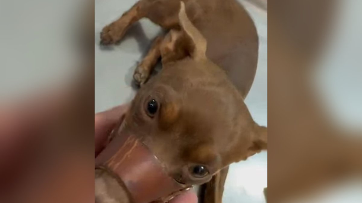 Adolescente hiere a perrita con una pistola de diabolos