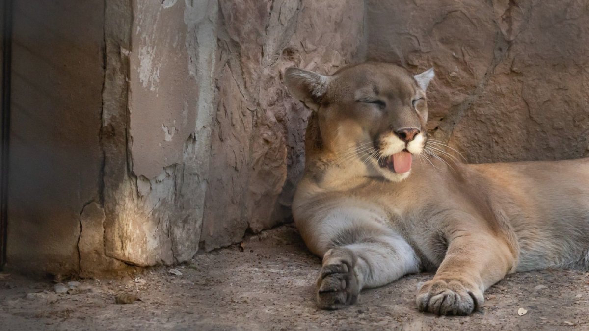alcalde en zoologico de culiacan puma