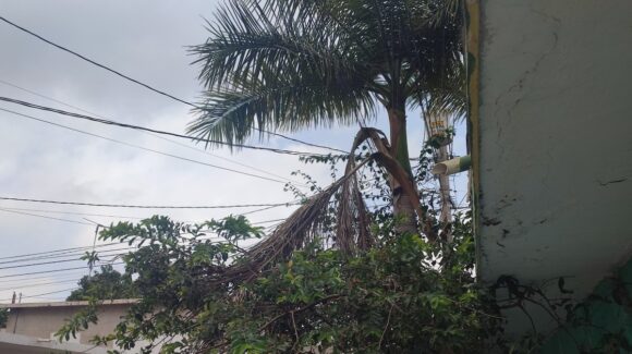 Ante el riesgo de electrocución no manipulen los árboles, la CFE hace la poda especial: Protección Civil Mazatlán