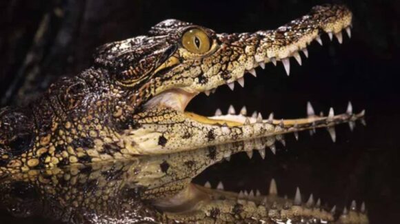 Proponen cárcel para migrantes rodeada de caimanes: “Alcatraz Lagarto” desata controversia en Florida