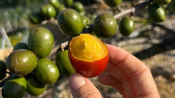 Repunta la escasez de ciruela en Aguacaliente de Gárate; árboles no dieron flor en este 2025