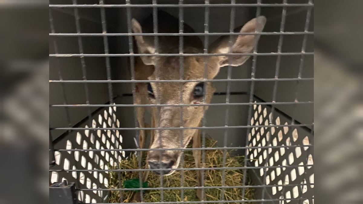 Cría de venado cola blanca herido llega al Gran Acuario Mazatlán