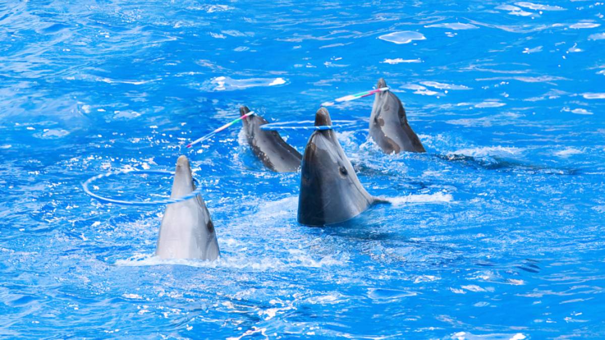 México prohíbe espectáculos con delfines y mamíferos marino