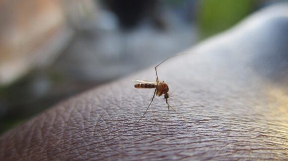 Siguen en Culiacán campañas para disminuir contagios de dengue: SSA