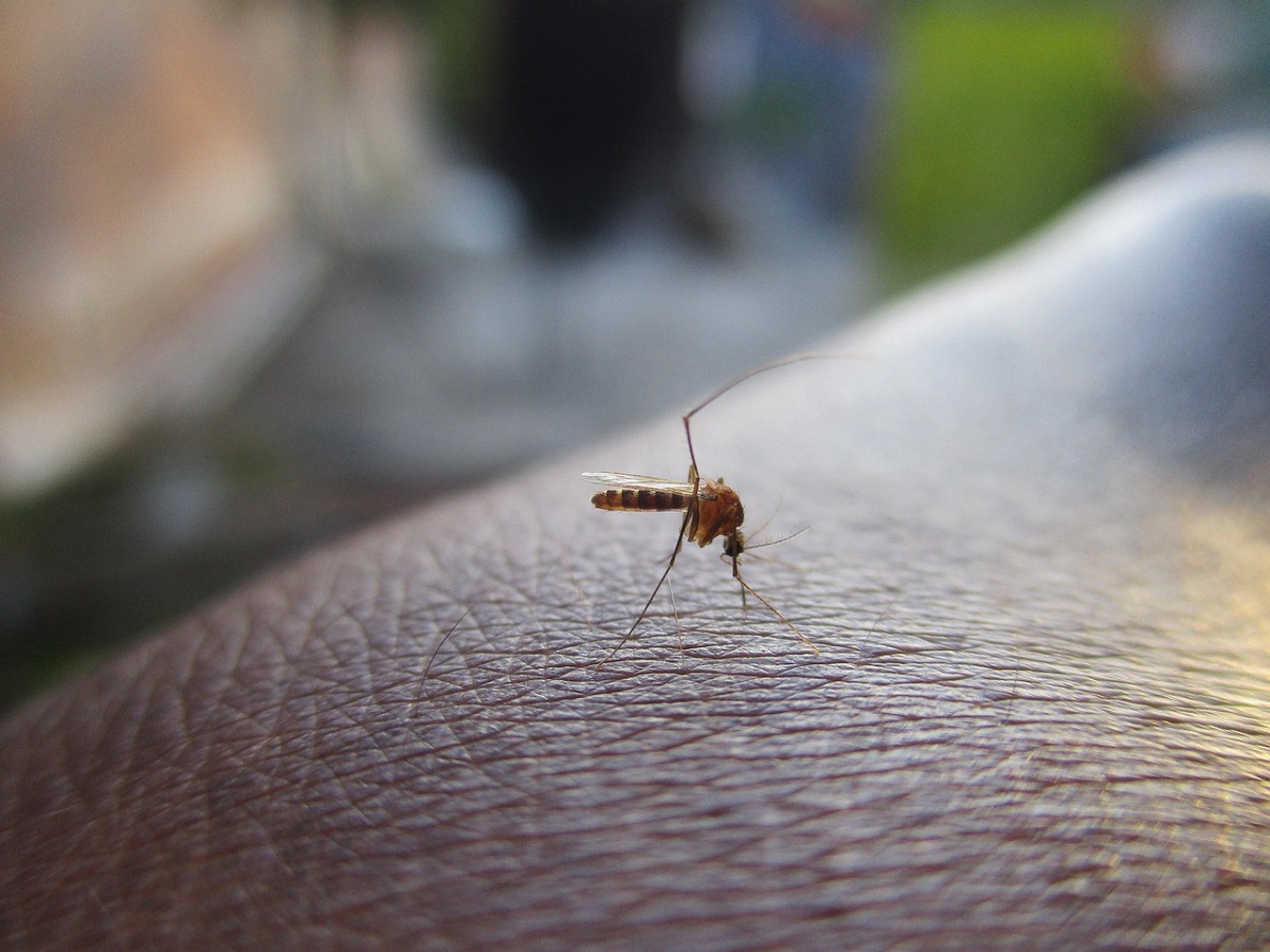 Confirma SSA aumento de casos de dengue en Sinaloa; ya son 240 y la tendencia es al alza