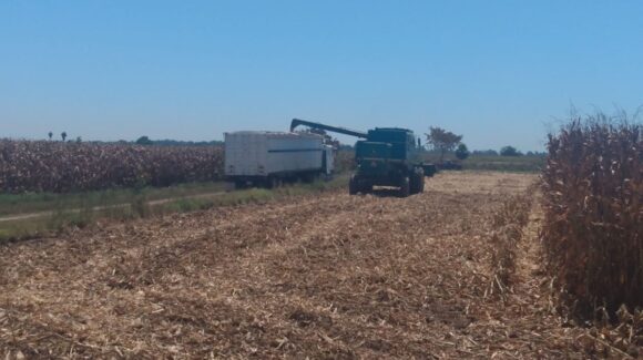 Falta de rentabilidad en el campo hace que productores de maíz pidan apoyo extraordinario de mil pesos: Caades